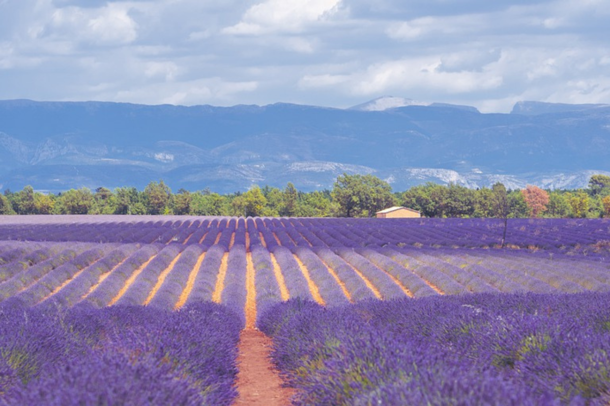 Das Bild zeigt ein Lavendelfeld in der Provence.